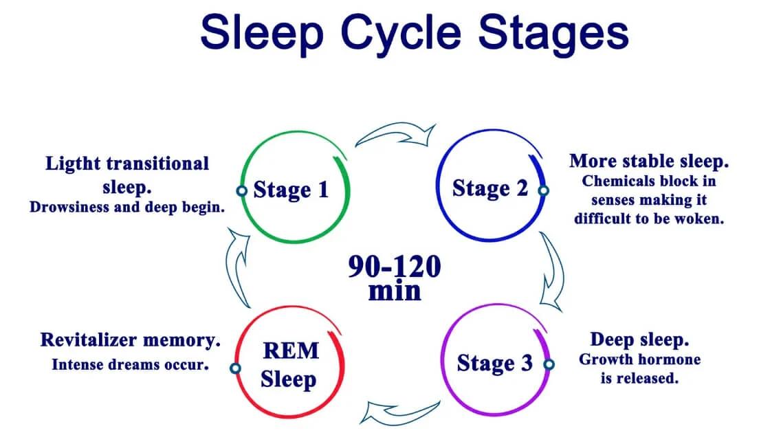 graphic showing the four stages of sleep